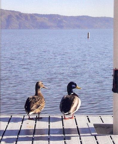 The Mallard House Inn Lakeport Удобства фото